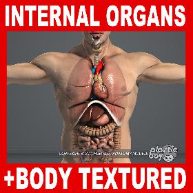 Internal Organs and Male Body Anatomy Pack V04 (Textured)